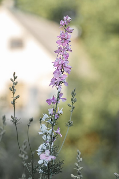 Flores rosadas salvajes de Delphinium Consolida en el jardín