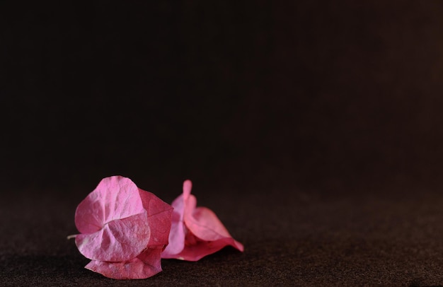 Flores rosadas sobre fondo negro