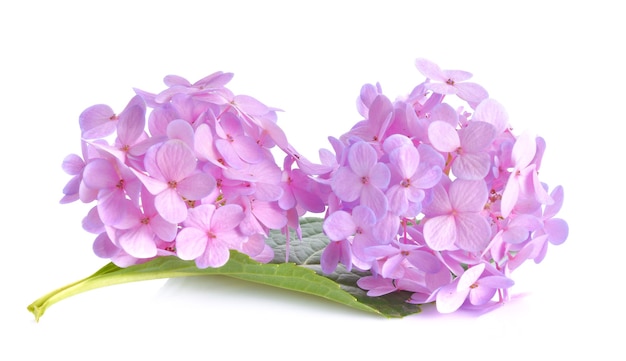 Flores rosadas sobre una superficie blanca