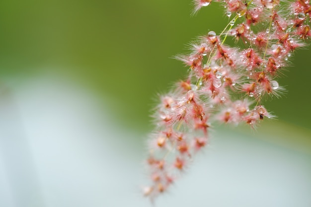 Las flores rosadas son pubescentes con pequeñas gotas de rocío.