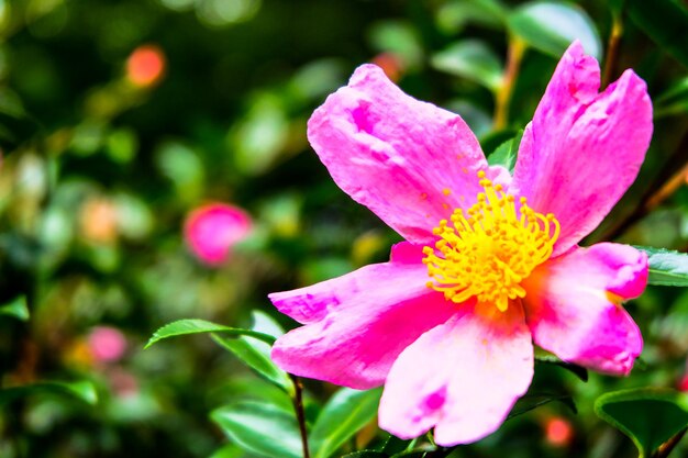 Flores rosadas en Tokio