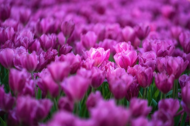 Flores rosadas del tulipán que florecen en el macizo de flores.