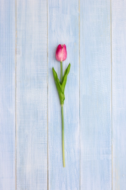 Flores rosadas del tulipán en la tabla de madera azul.