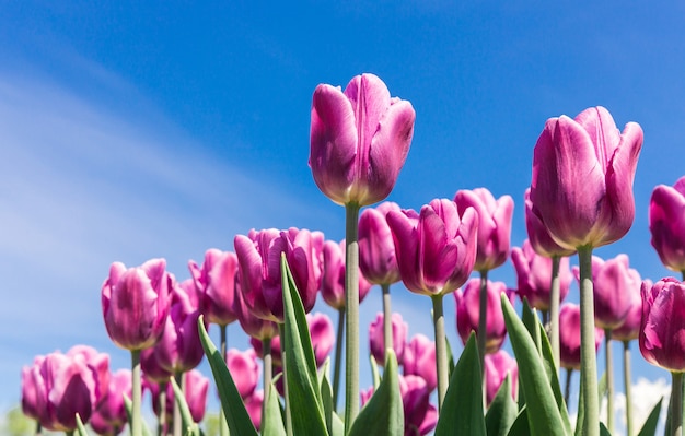 Flores rosadas de los tulipanes en el cielo azul