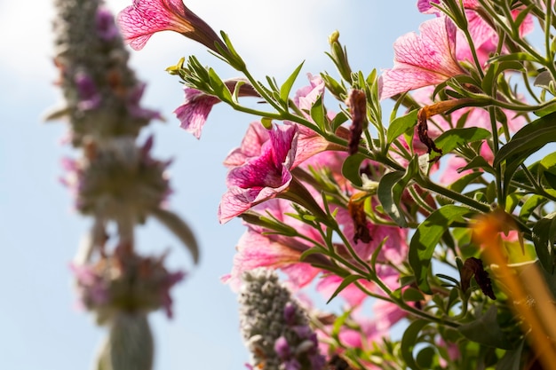 Flores rosadas en verano