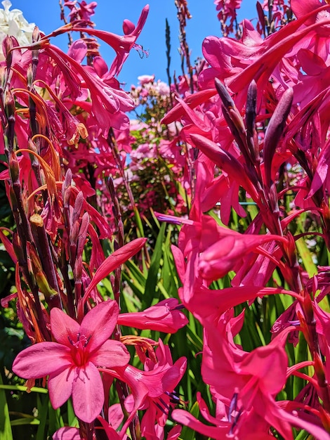 Flores rosadas vibrantes y cielo azul en el jardín de California