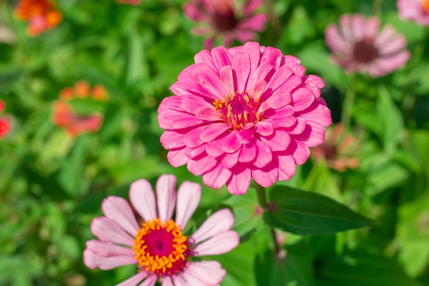 Las flores rosadas del zinnia crecen en un lecho de flores de fondo postal de verano