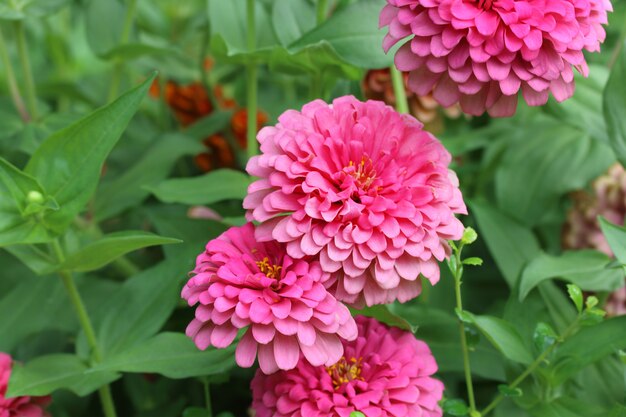 Flores rosadas del zinnia en el jardín.