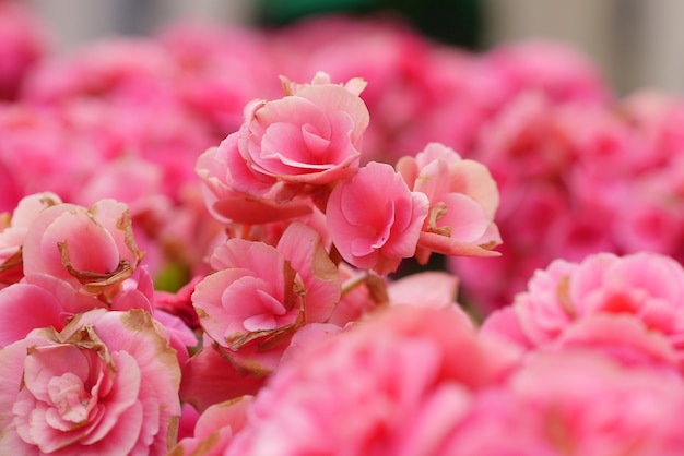 Flores rosadas