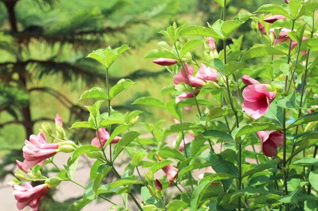 Flores rosadas