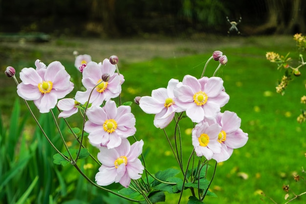 Flores rosadas