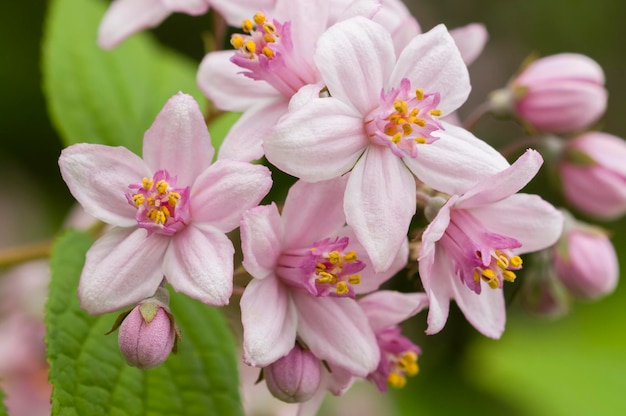 Flores rosadas