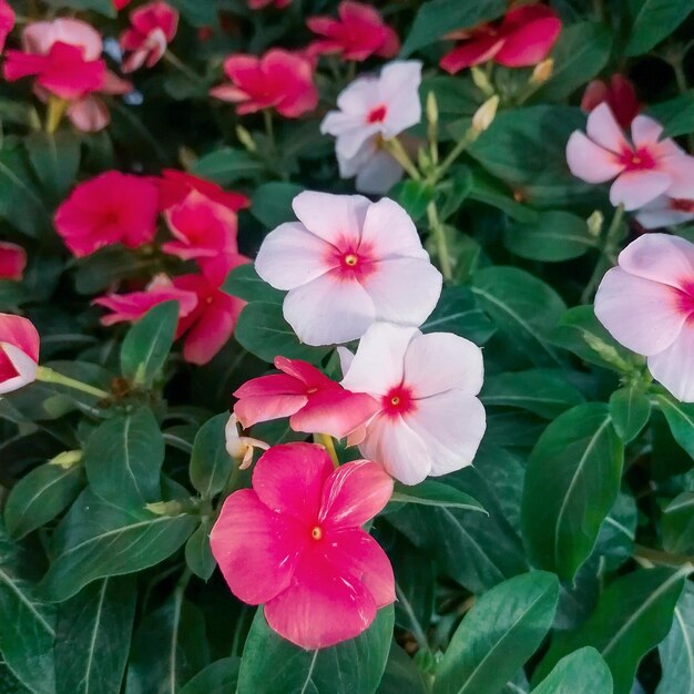 Foto flores rosadas