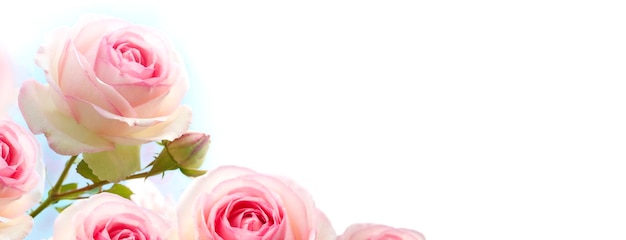 Flores de rosal, rosas rosadas sobre un fondo azul degradado a blanco, banner horizontal