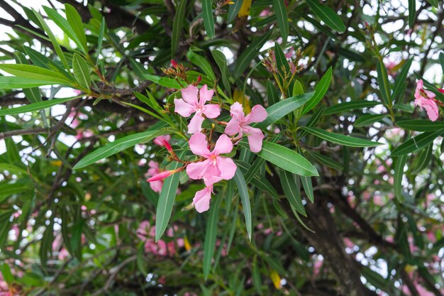 Flores rosas de adelfa en un árbol en el jardín foto de archivo