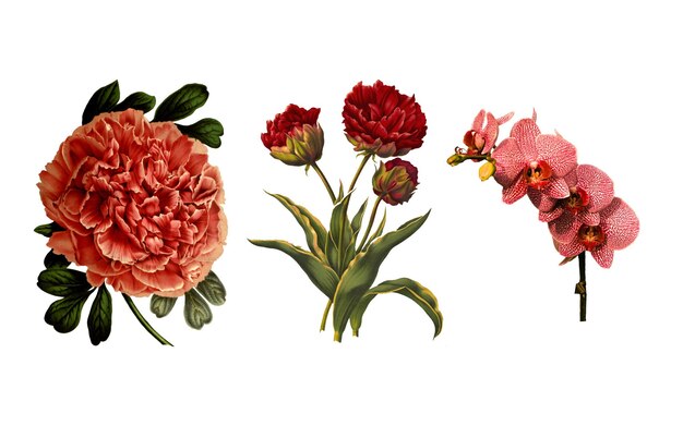Flores y rosas aisladas sobre fondo blanco 5
