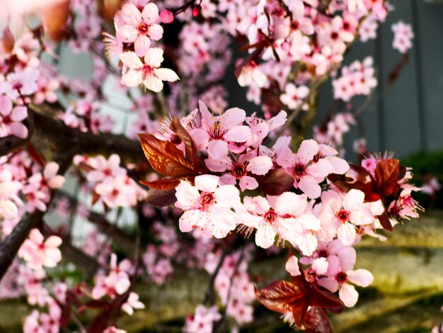 Flores rosas en el árbol