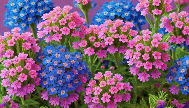 Foto flores rosas y azules verbena de cerca