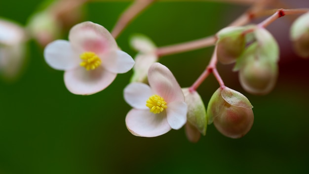 Foto flores rosas y blancas están floreciendo de cerca