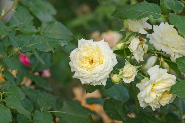 Flores rosas blancas en el jardín de verano Flores rosas blancas La rosa blanca crece en un jardín de rosas