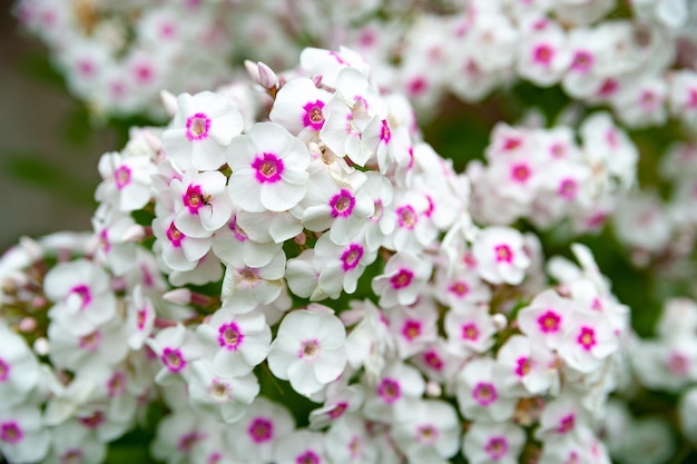 Flores rosas y blancas phlox paniculata Racimos de phlox rosa y blanco en una flor