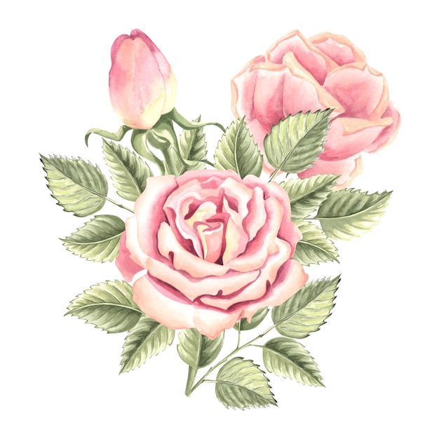 Flores de rosas con brotes y hojas verdes arranjo de ramos de primavera dibujado a mano