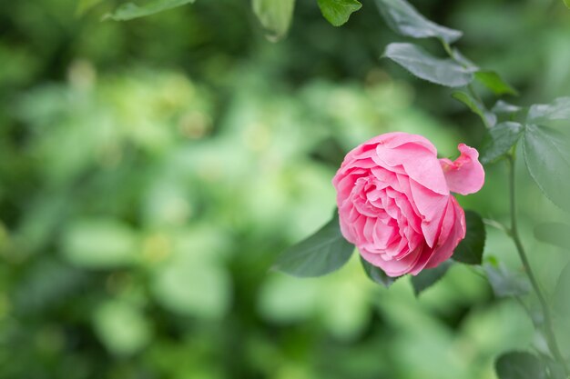 Flores rosas y capullos de un arbusto en el jardín