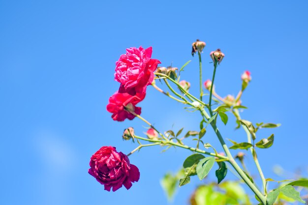 flores rosas con cielo azul Foto gratis