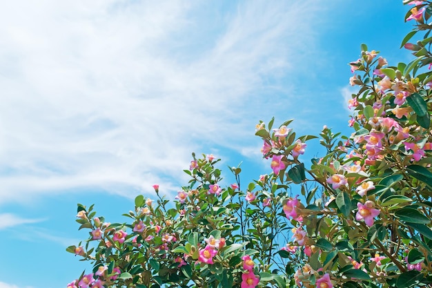 Flores rosas bajo un cielo nublado de verano