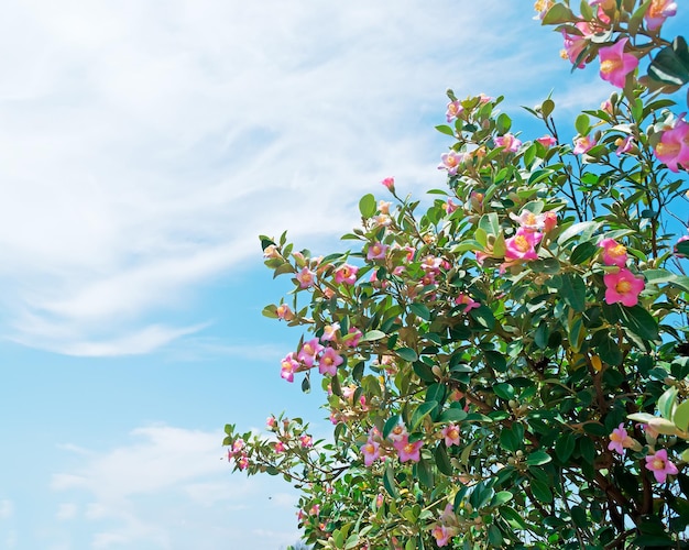 Flores rosas bajo un cielo nublado de verano