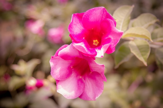 Flores rosas com tom rosa 2 flores rosas no jardim