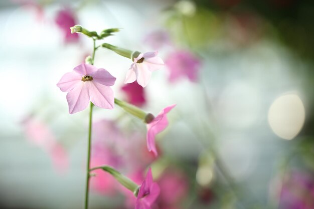 Flores rosas cor de rosa Prince de monaco em close-up