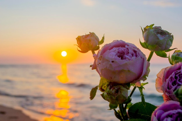 Flores rosas deitadas na areia da praia da costa marítima ao pôr do sol ao amanhecer florescendo florescendo