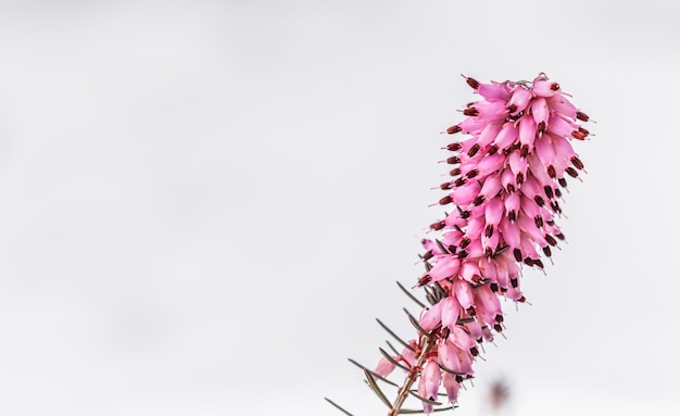 Flores rosas desabrochando Erica carnea na neve Conceito de jardinagem de fundo da primavera