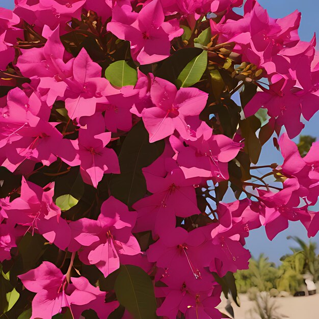 flores rosas en el desierto