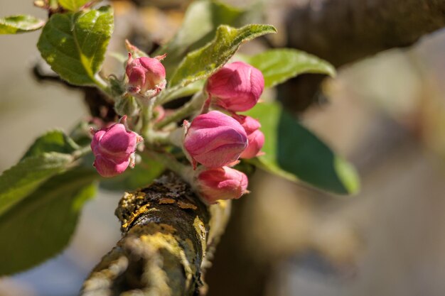 Foto las flores rosas están floreciendo en una rama