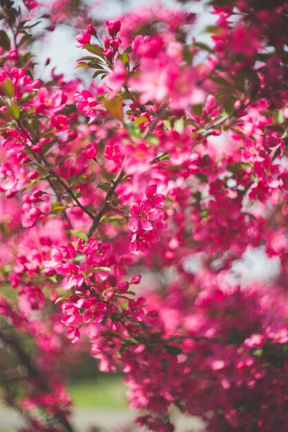 Foto las flores rosas florecen en el árbol