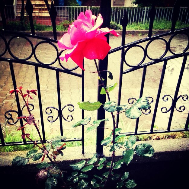 Foto las flores rosas florecen en el parque