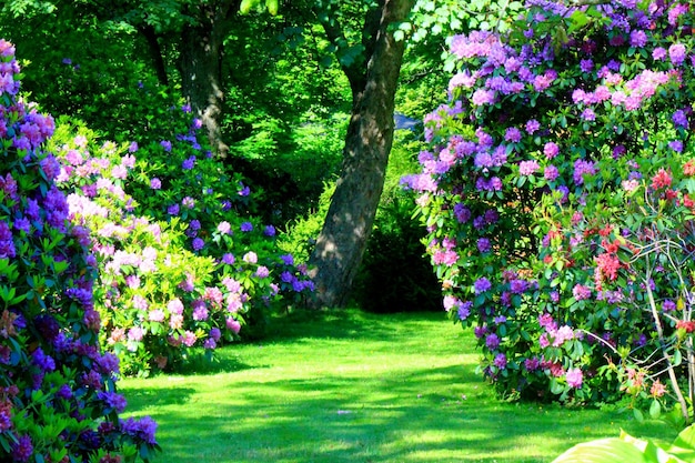 Foto las flores rosas florecen en el parque