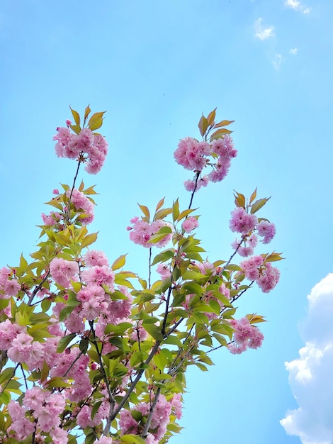 Flores rosas florecientes sakura en la rama de un árbol contra el cielo azul