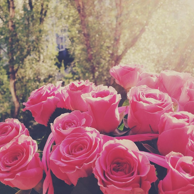 Flores rosas florescendo férias de casamento e conceito de jardim floral