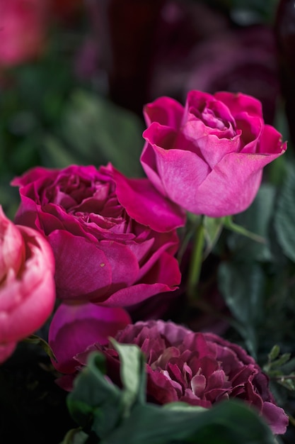 Flores rosas con el fondo desenfocado