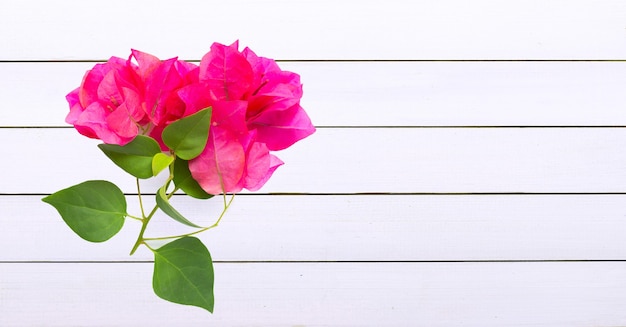 Flores rosas con hojas en pizarras blancas