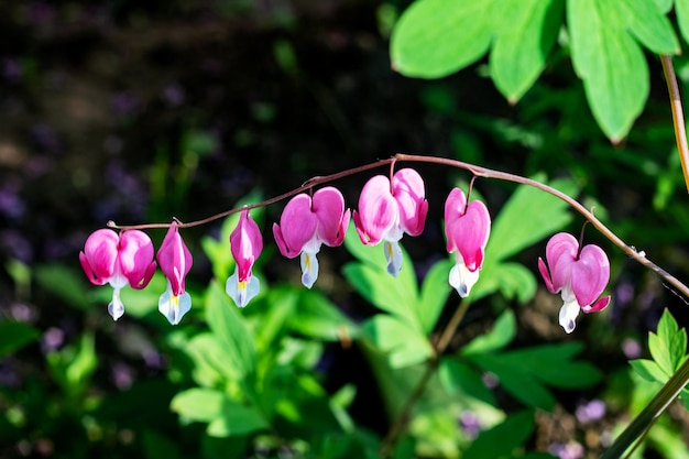 Flores rosas de jardín en forma de corazón de cerca