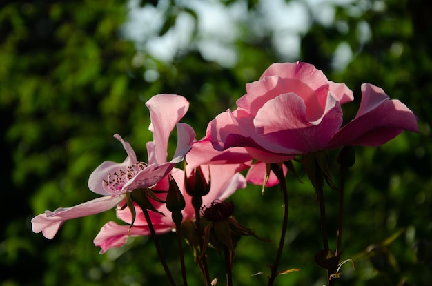 Flores rosas en el jardín