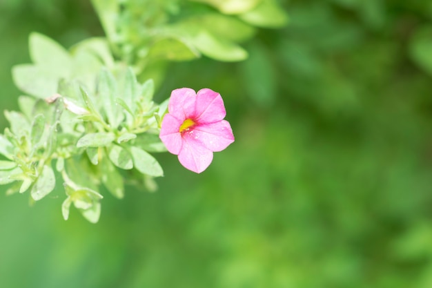 Flores rosas en el jardin