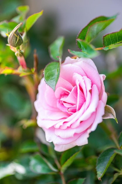 Flores rosas en el jardín