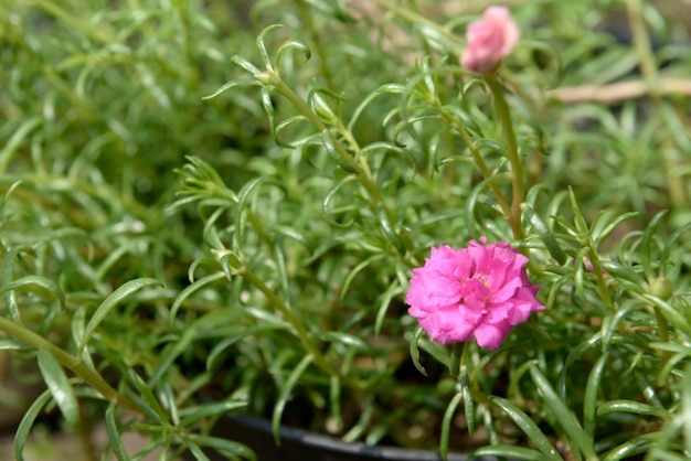 Flores rosas en el jardín