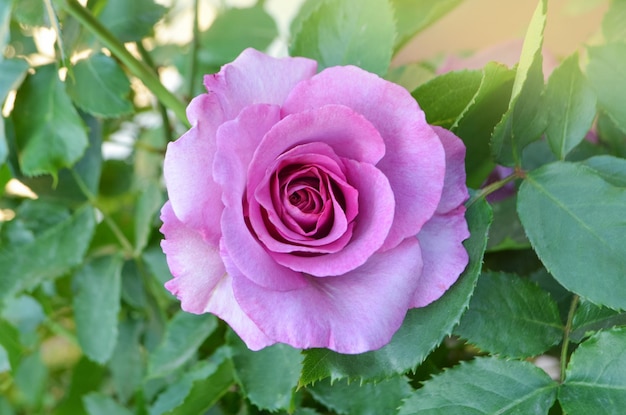 Flores de rosas de lavanda púrpura en el jardín Flor de rosa amatista