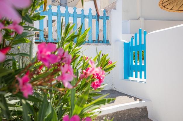 Flores rosas mediterráneas y arquitectura azul blanca, isla de Santorini, vista a la calle. vacaciones en oya